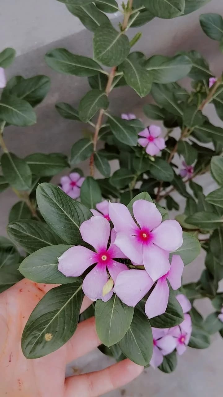 sehar